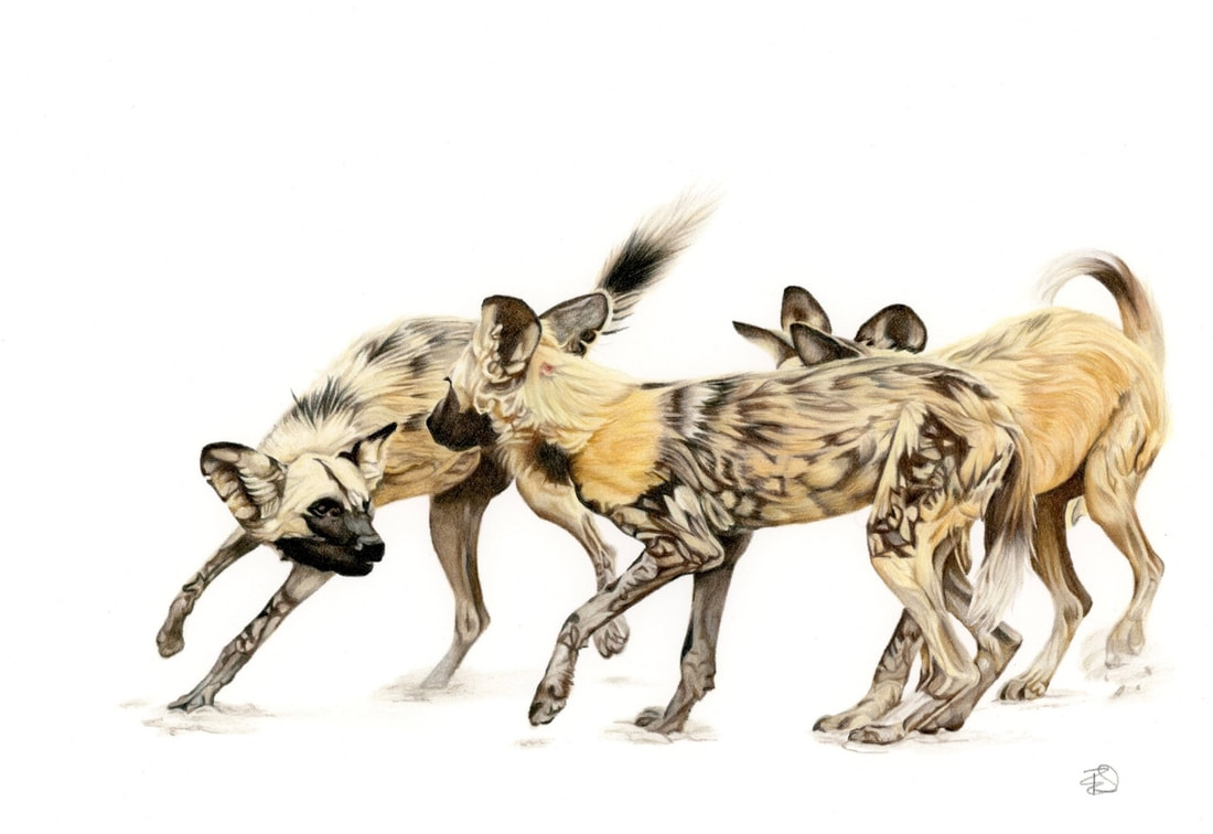 Wildlife coloured pencil drawing of African Wild dogs, available to buy Tamsin Steel Art